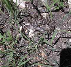 Pantherophis emoryi
