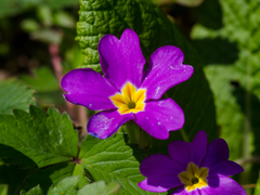 Primula vulgaris rubra