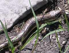 Plestiodon obsoletus