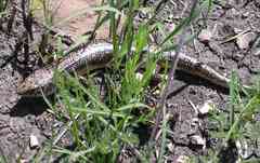 Plestiodon obsoletus
