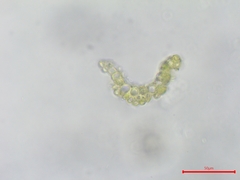 Dicranella howei