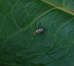 Condylostylus caudatus