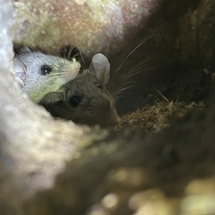 Peromyscus eva carmeni