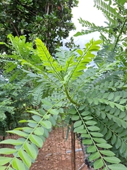 Spondias purpurea