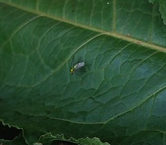 Condylostylus caudatus