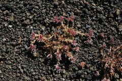 Polycarpaea aristata