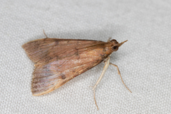 Uresiphita ornithopteralis