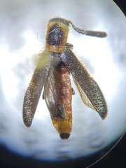 Monophylla terminata
