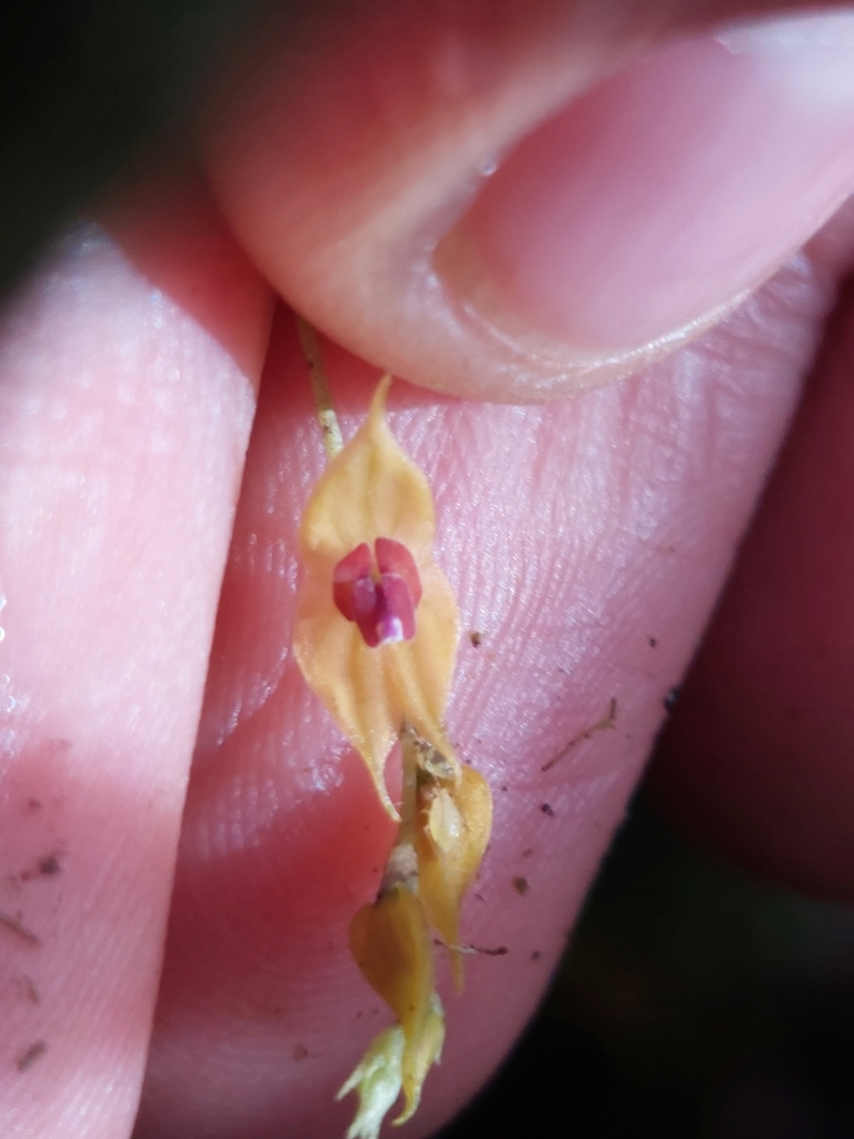 Lepanthes jardinensis