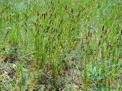 Carex melanostachya