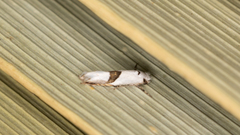 Niphonympha oxydelta