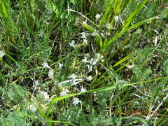 Astragalus ucrainicus