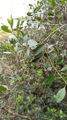 Rhamnus alaternus