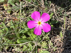 Phlox roemeriana