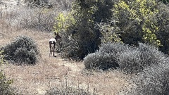 Raphicerus campestris campestris