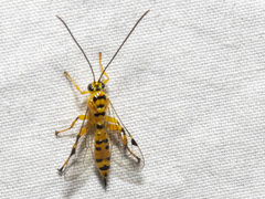 Xanthopimpla