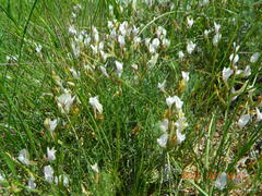 Astragalus ucrainicus