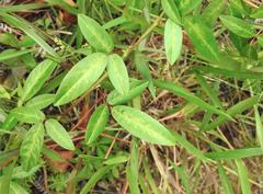 Grona heterocarpos