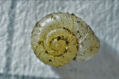 Vallonia costata