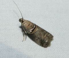 Acrobasis