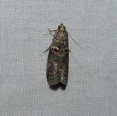 Acrobasis