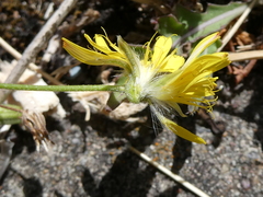 Crepis capillaris