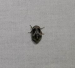 Clastoptera obtusa