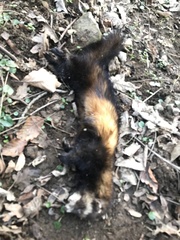 Mustela putorius