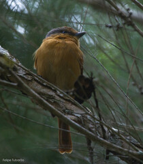 Pachyramphus castaneus