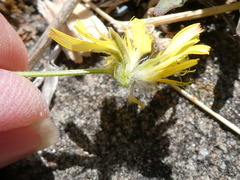 Crepis capillaris