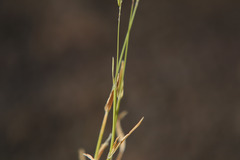 Anthoxanthum aristatum