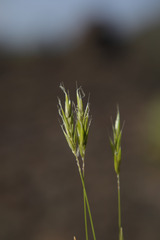 Anthoxanthum aristatum