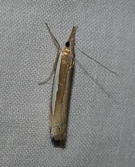 Crambus praefectellus
