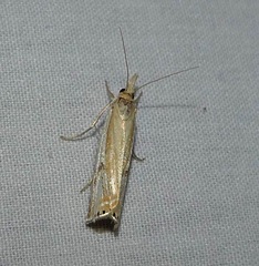 Crambus agitatellus