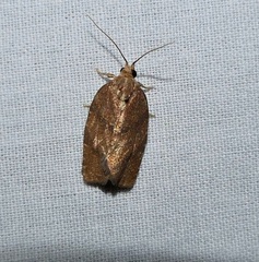 Argyrotaenia juglandana