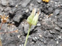 Crepis capillaris