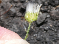 Crepis capillaris