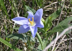 Nemastylis geminiflora