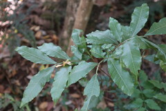 Alectryon subcinereus