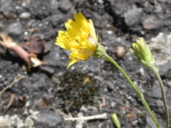 Crepis capillaris