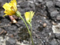 Crepis capillaris
