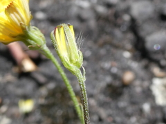 Crepis capillaris