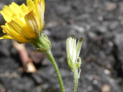 Crepis capillaris