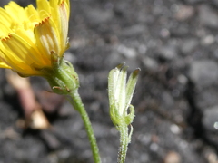 Crepis capillaris