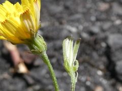 Crepis capillaris