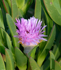 Carpobrotus chilensis