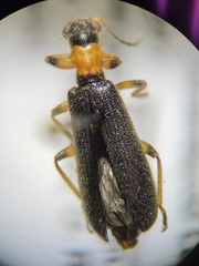 Cymatodera bicolor