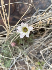Anemone tuberosa