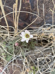 Anemone tuberosa
