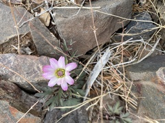 Anemone tuberosa